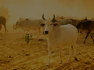 Global Animal Health